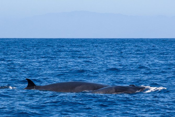 Tenerife 3-Hour Discover Whales and Dolphins - La Caleta de Adeje cove stop: snorkeling, lava-bay views, and lunch