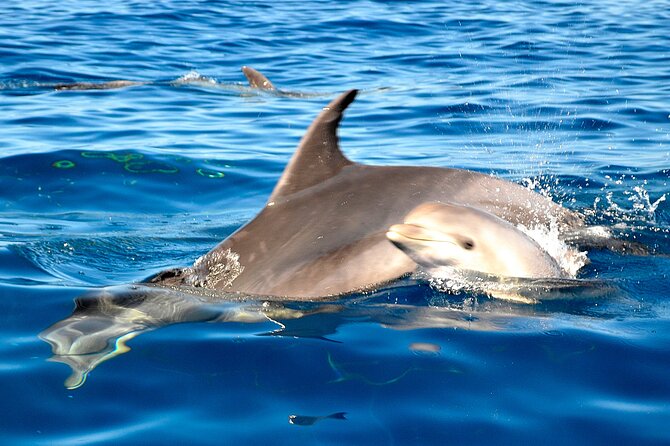 Tenerife 3-Hour Discover Whales and Dolphins - Whale and dolphin spotting that feels respectful, not rushed