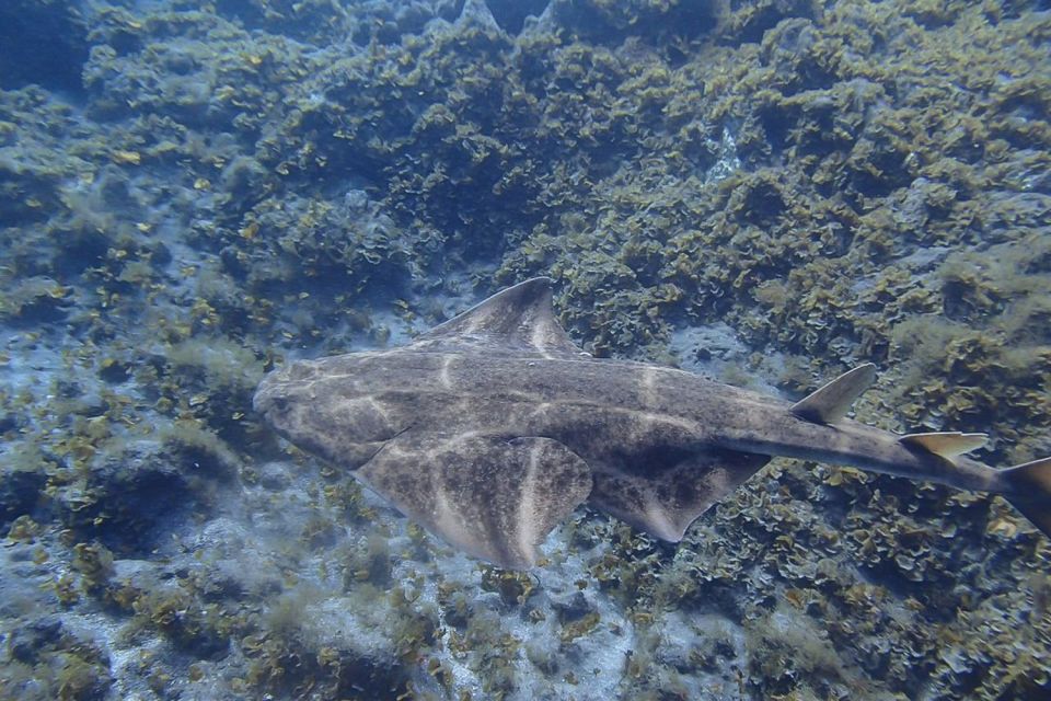 Tenerife: Abades Beach Beginner Diving Experience - Key things I’d mark on your plan