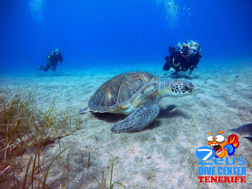Tenerife: Abades Beach Beginner Diving Experience - Entering Abades Bay from a real sandy beach