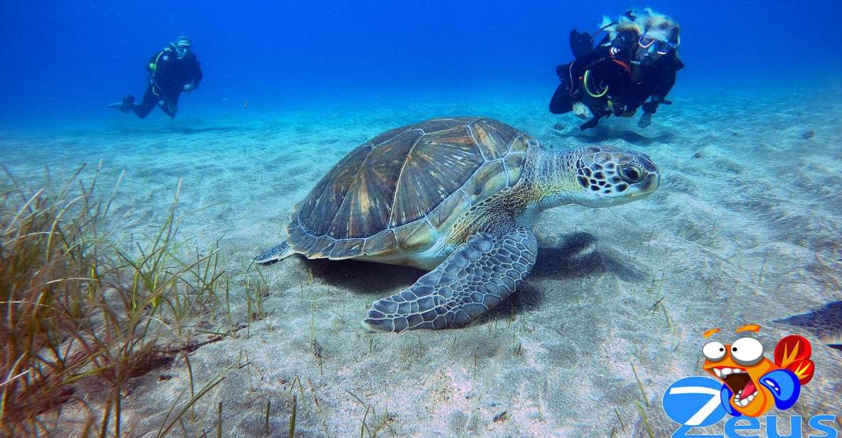 Tenerife: Abades Beach Beginner Diving Experience - Gear day: wetsuit, mask, fins, tank, and that first breath