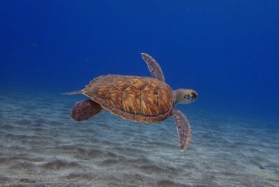 Tenerife: Abades Beach Beginner Diving Experience - The 3-hour rhythm: pickup, briefing, underwater time, then snorkeling