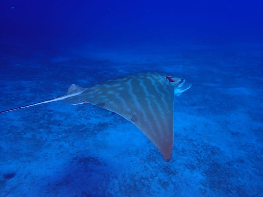 Tenerife: Abades Beach Beginner Diving Experience - What you’ll see under the surface (and why Abades is a smart choice)