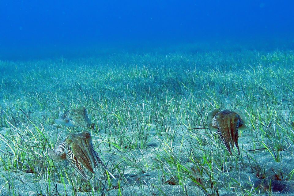 Tenerife: Abades Beach Beginner Diving Experience - Snorkeling after scuba: extra time to look around