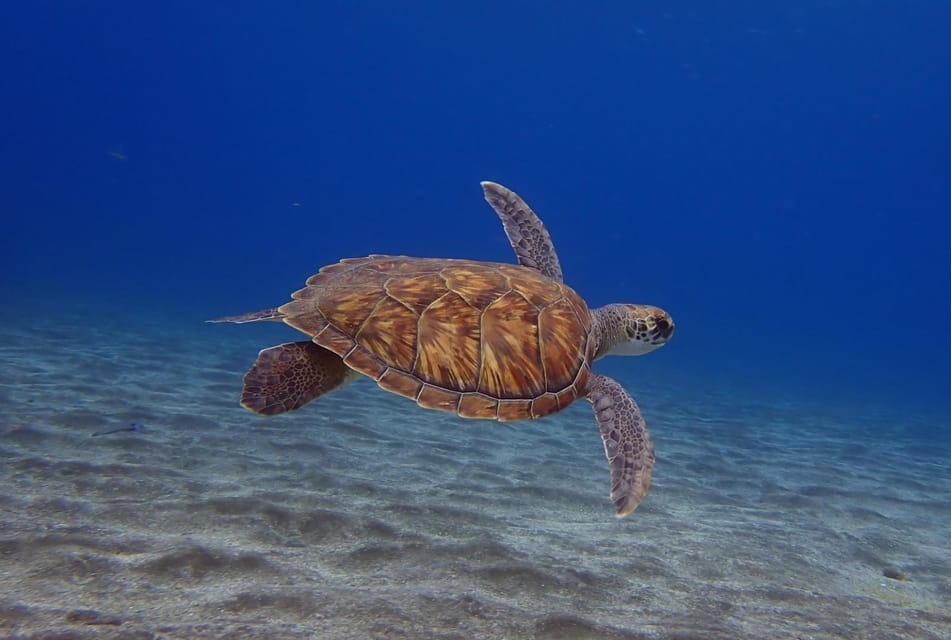 Tenerife: Abades Beach Beginner Diving Experience - The 3-hour rhythm: pickup, briefing, underwater time, then snorkeling