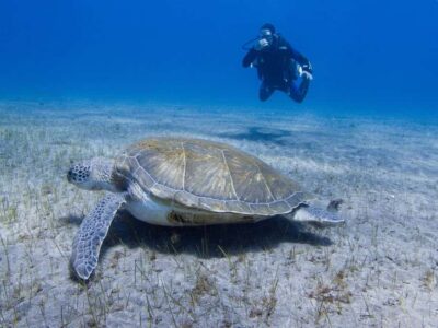 Tenerife: Beginner Scuba Diving Experience with Pickup - The 30-Minute Safety Briefing That Makes You Feel Ready