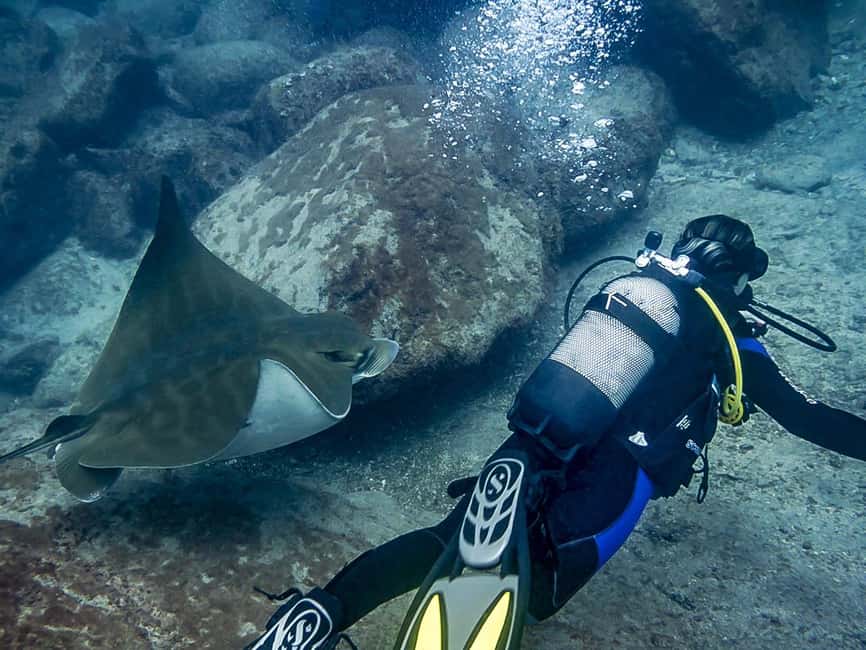 Tenerife: Beginner Scuba Diving Experience with Pickup - Shallow Water Skills and the Underwater Session (40–60 Minutes)
