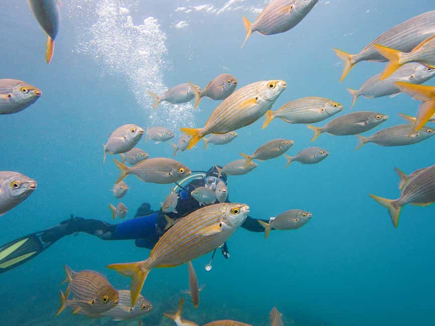 Tenerife: Beginner Scuba Diving Experience with Pickup - Booking Advice: Morning vs Afternoon and How to Prepare