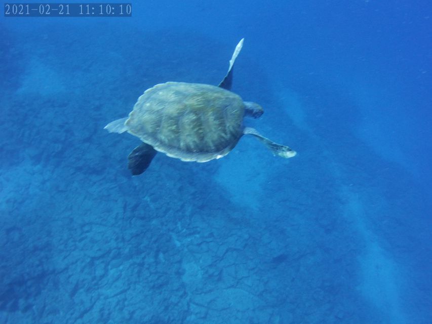 Tenerife: Beginner's Dive at a Spot with Turtle Sightings - Small group energy: why the ratio feels like the real luxury