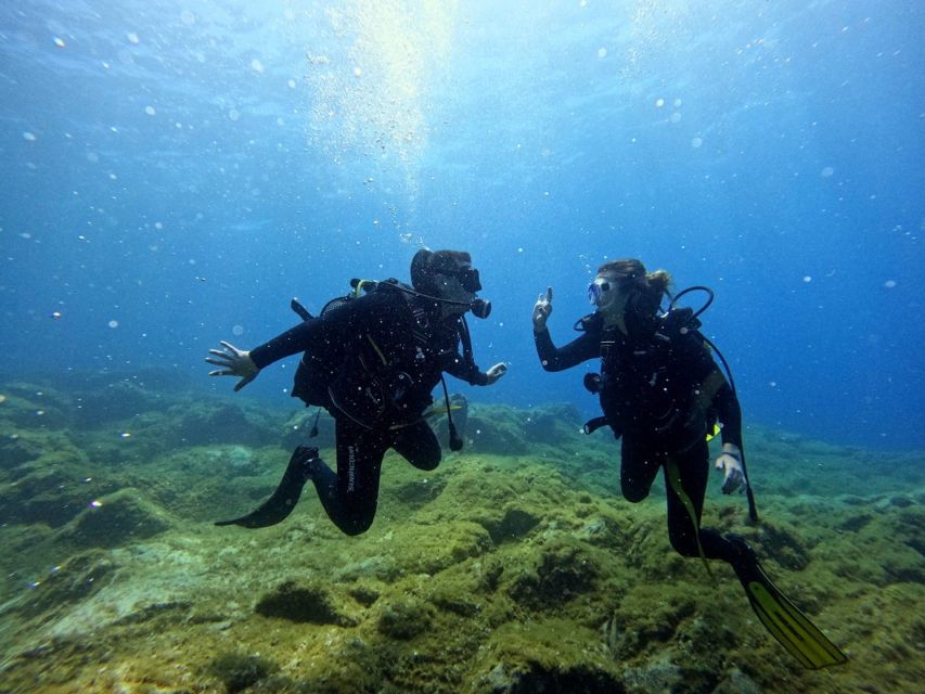 Tenerife: Beginner's Dive at a Spot with Turtle Sightings - What you’ll look for: octopus, cuttlefish, rays, eels, and turtles