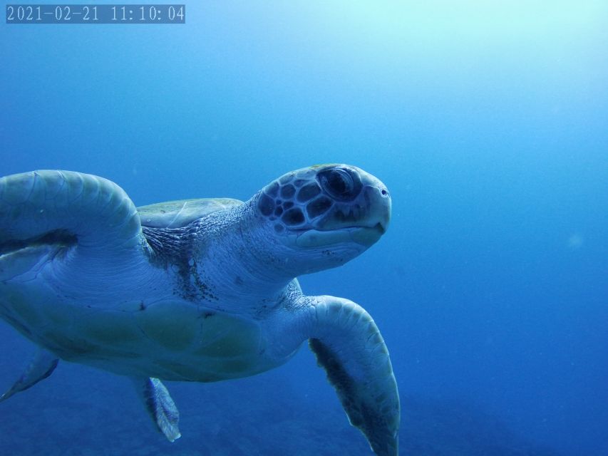 Tenerife: Beginner's Dive at a Spot with Turtle Sightings - Snorkeling while others go scuba: a smart way to add extra water time