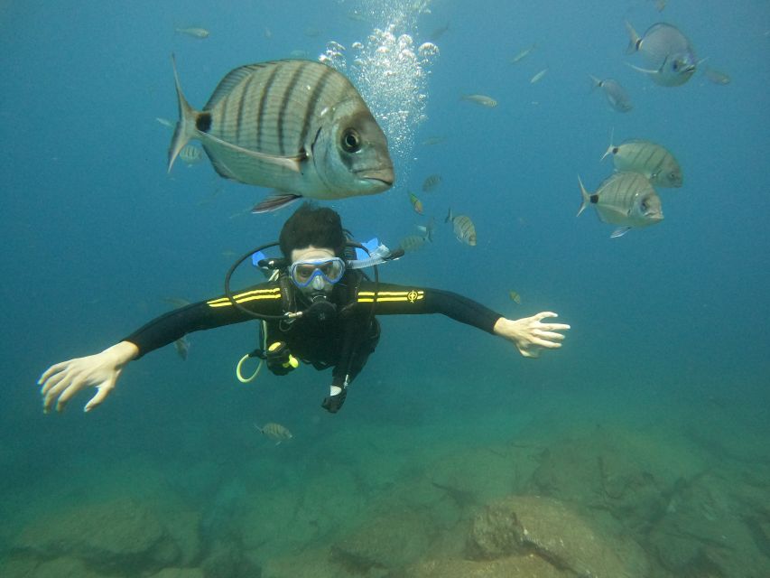 Tenerife: Beginners Scuba Dive Experience in Turtle Area - Key highlights that make this worth your time