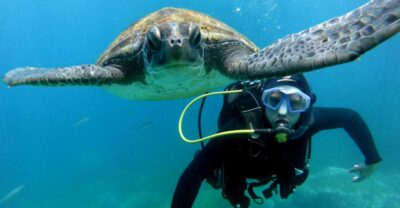 Tenerife: Beginners Scuba Dive Experience in Turtle Area - The 30-minute safety briefing that actually helps nervous first-timers