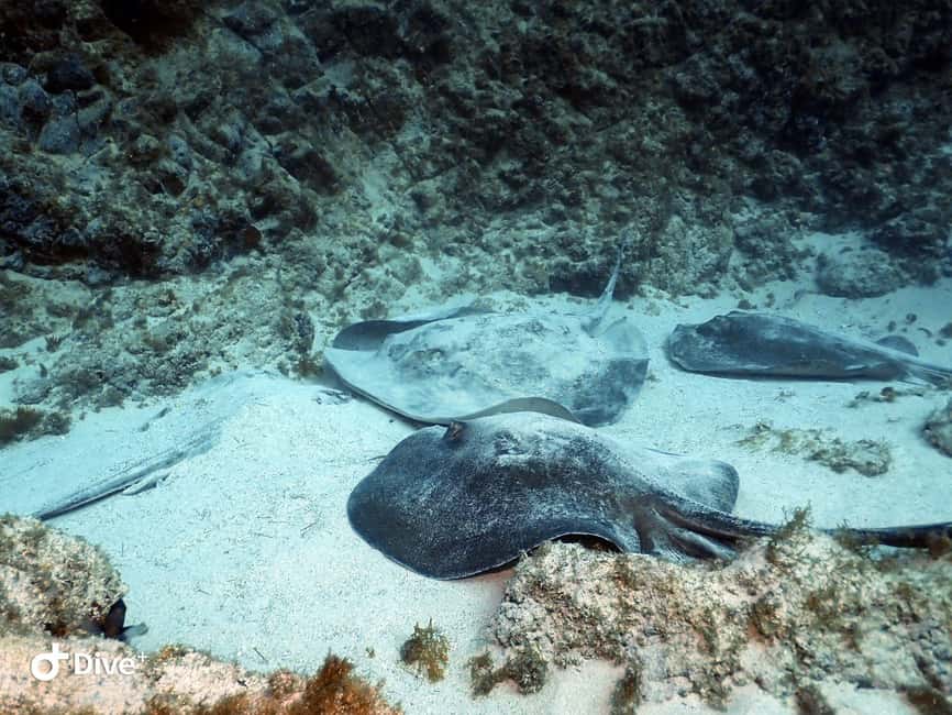 Tenerife: Beginners Scuba Dive Experience in Turtle Area - Your first scuba session: learning breathing control to a 12-meter max