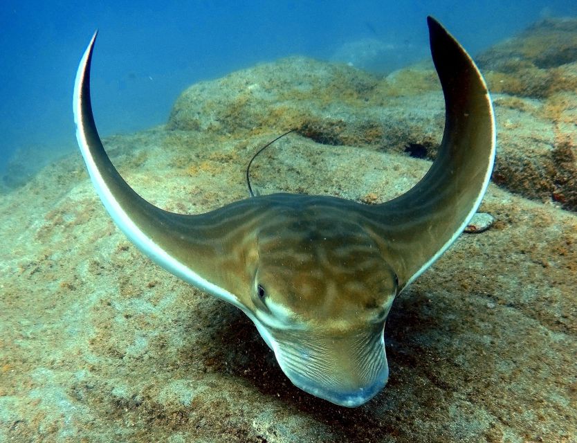 Tenerife: Beginners Scuba Dive Experience in Turtle Area - Snorkeling safari afterward: turtles, fish, and rays with a guide