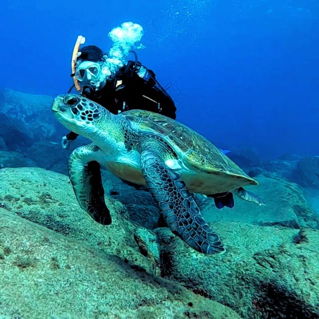Tenerife: Beginners Scuba Dive Experience in Turtle Area - Price and value: what $85 includes (and why it’s not just the gear)