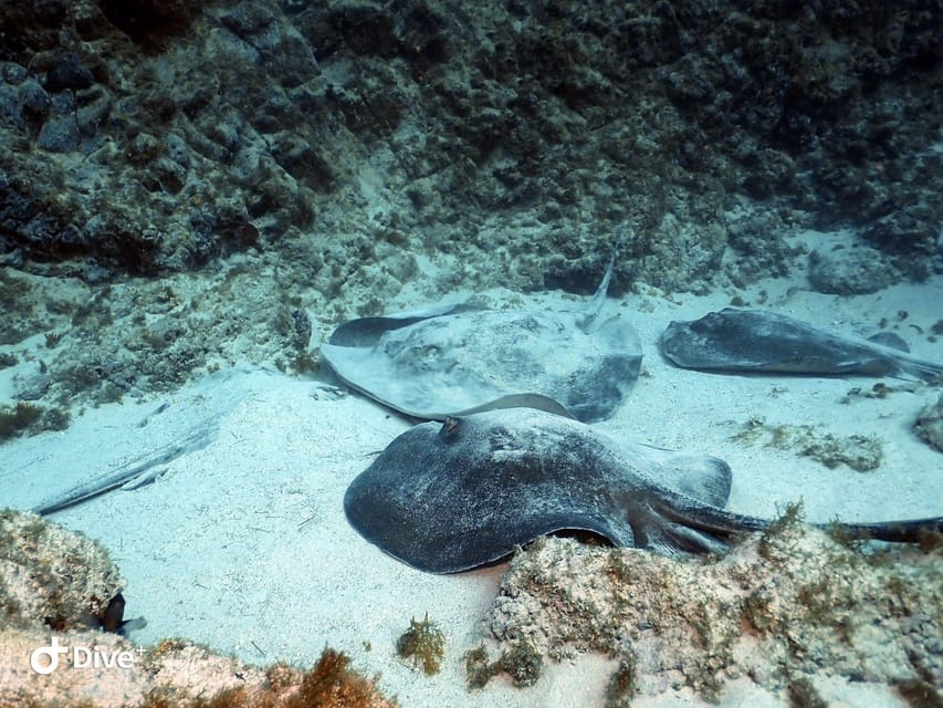 Tenerife: Beginners Scuba Dive Experience in Turtle Area - What to pack, plus the glasses-and-mask gotcha
