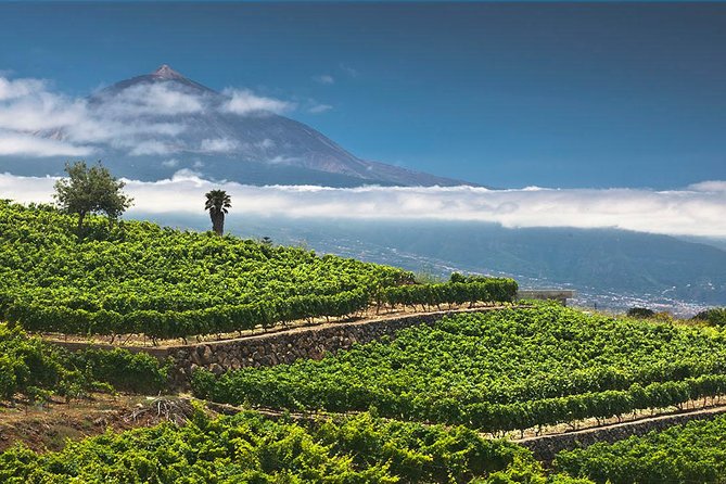 Tenerife Bodegas Monje Winery Tour with Wine and Cheese Tasting - Price and value: is $42.24 worth it?