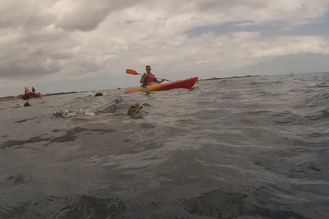 Tenerife by Kayak Adventure in small group - What “Small Group” Feels Like on the Water