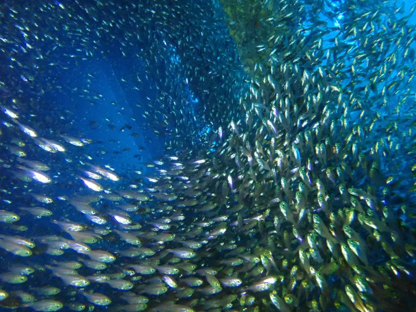 Tenerife: Costa Adeje Private Diving Lesson Experience - Getting back to shore: ascent and a smooth finish