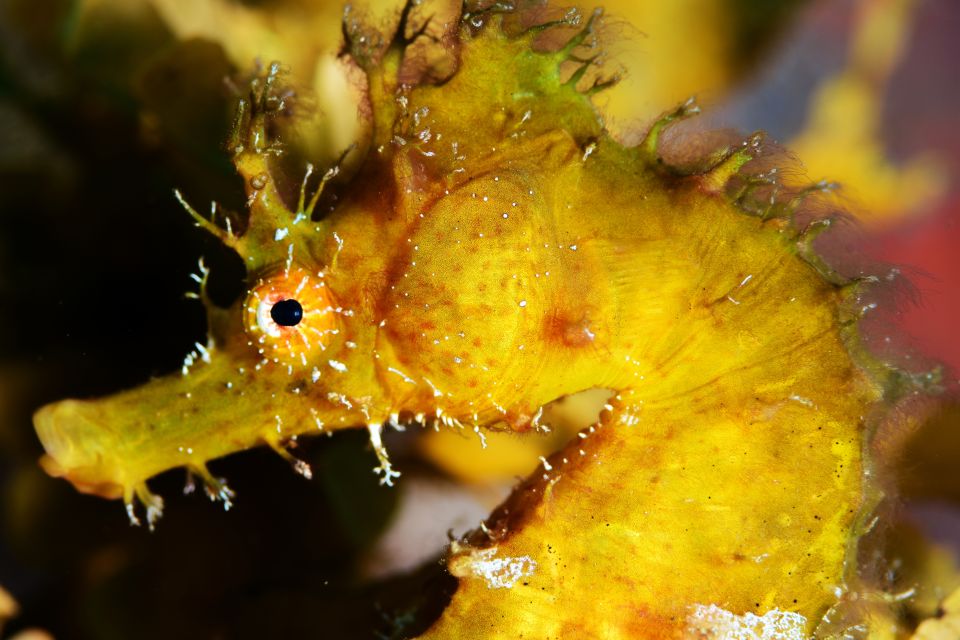 Tenerife: Discover Scuba Diving with Free Photos - Going deeper to about 12 meters for volcanic scenery
