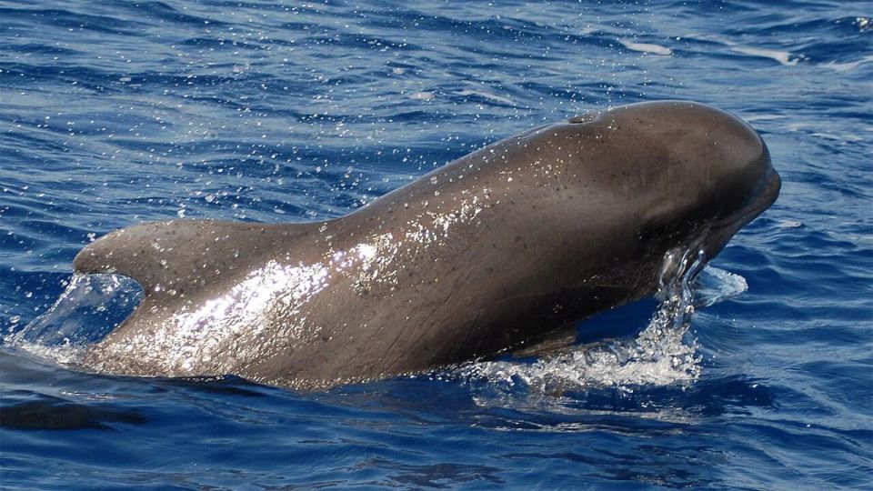 Tenerife: Eco-Yacht Whale and Dolphin Watching and Swimming - Key Things I’d Book For