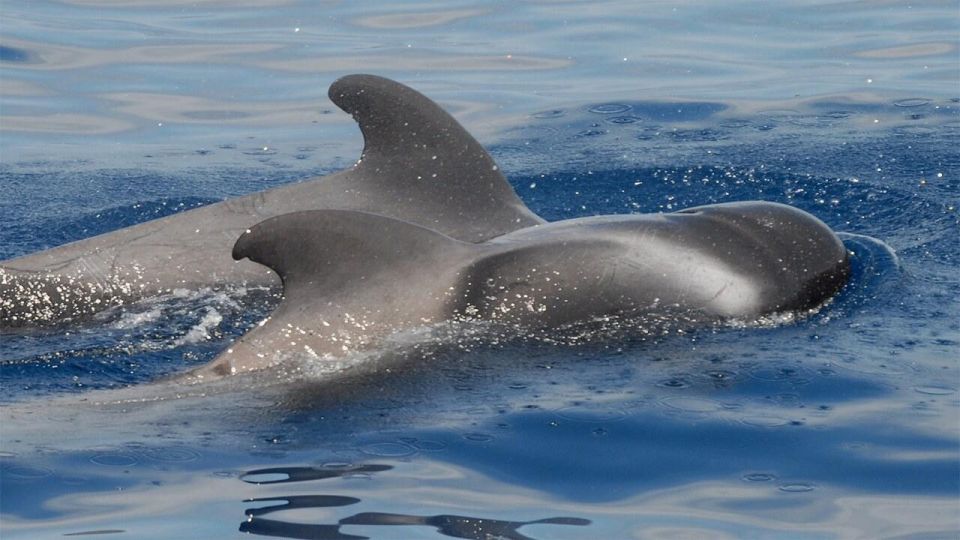 Tenerife: Eco-Yacht Whale and Dolphin Watching and Swimming - The Value Beat: Why This 90-Minute Trip Feels Worth It