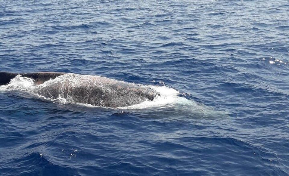 Tenerife: Eco-Yacht Whale and Dolphin Watching and Swimming - Ethics That Actually Changes the Experience: NO CHASE