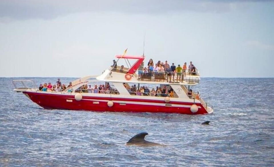 Tenerife: Eco-Yacht Whale and Dolphin Watching and Swimming - Motion Sickness: How to Make the Boat Part Easier