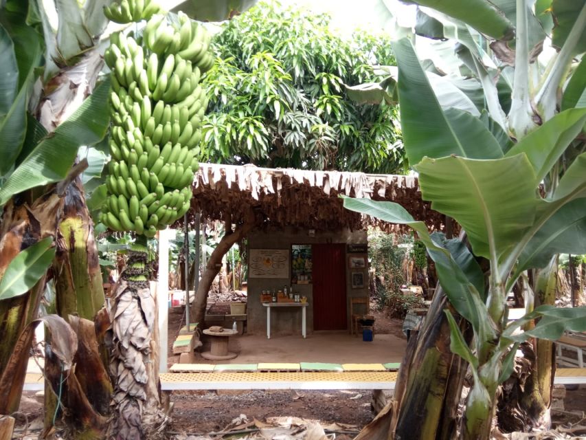 Tenerife: Finca Las Margaritas Banana Plantation Experience - Key things I’d watch for