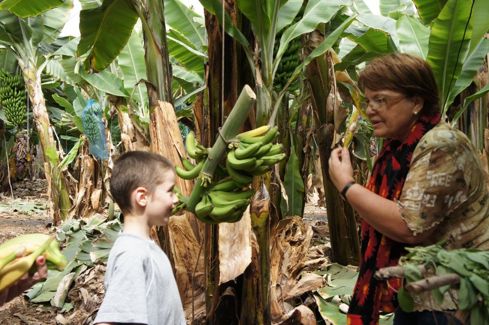Tenerife: Finca Las Margaritas Banana Plantation Experience - Banana farming on Tenerife, explained in plain language