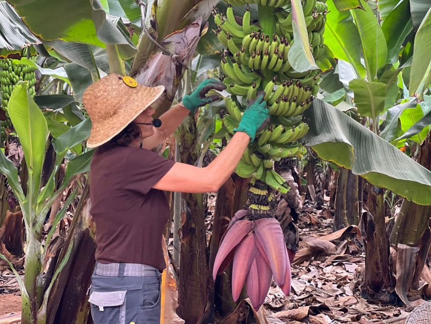 Tenerife: Finca Las Margaritas Banana Plantation Experience - The plantation walk: what to expect, and how to make it comfortable