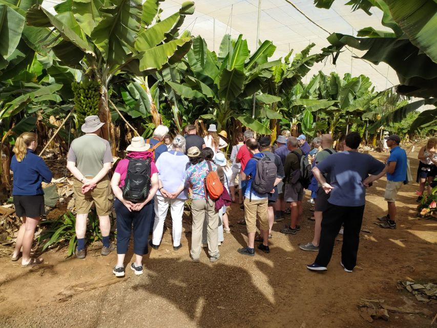 Tenerife: Finca Las Margaritas Banana Plantation Experience - Timing, duration, and logistics that actually help