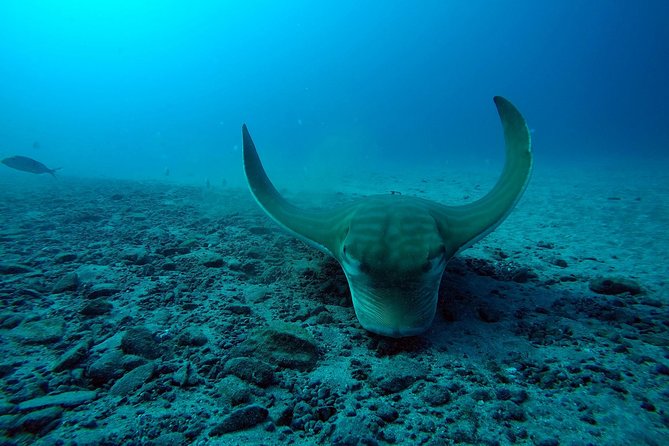 Tenerife First Time Scuba Dive – Turtle Habitat, Small Groups - Getting Oriented at the PADI 5 TravelSub Center on Calle Colón