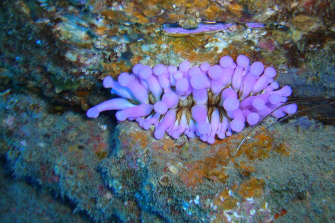 Tenerife First Time Scuba Dive – Turtle Habitat, Small Groups - First Underwater Training to 23 Feet: What the 25–30 Minute Plan Feels Like