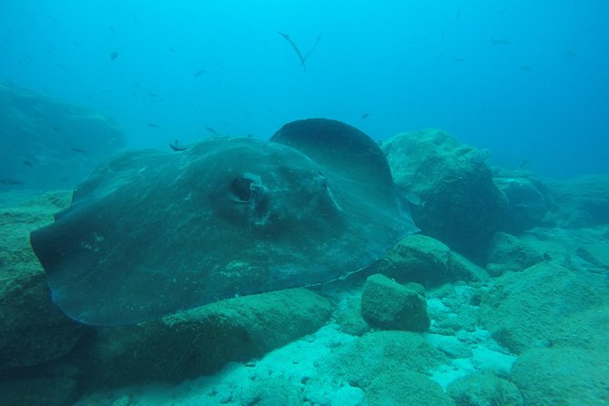 Tenerife First Time Scuba Dive – Turtle Habitat, Small Groups - Snorkeling Safari After the Underwater Session: Fish, Lagoons, and Turtle Chances