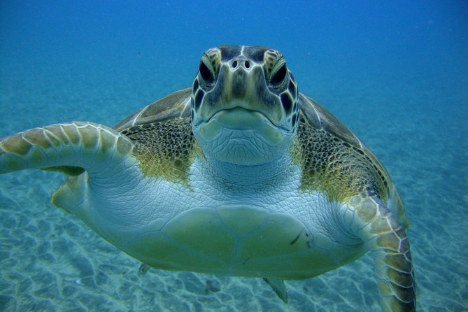Tenerife First Time Scuba Dive – Turtle Habitat, Small Groups - Equipment, Wetsuit, Boat Trip, Insurance, and the Photos Question