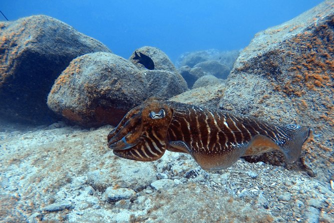 Tenerife First Time Scuba Dive – Turtle Habitat, Small Groups - Who Can Join (Depth Limits, Age Rules, and Health Checks)