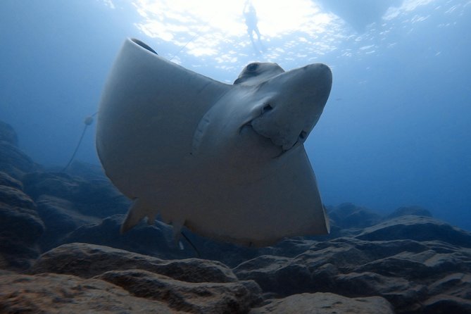 Tenerife First Time Scuba Dive – Turtle Habitat, Small Groups - Price of $90.70: How to Judge Value for a First-Time Scuba Package