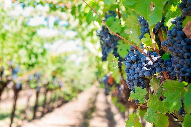 Tenerife Gastronomy Tour with Two Winery Visits and 4-Course Lunch - A North-South Food Day With Real Tenerife Contrast