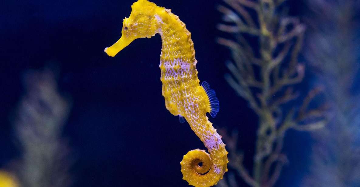 Tenerife: Gran Canaria Full-Day Guided Tour with Aquarium - Vegueta in Las Palmas: historic streets with real landmarks