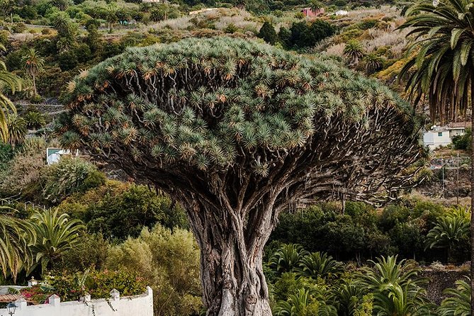 Tenerife Grand Tour: including Teide National Park and Masca - Garachico: Lava Pools at El Caletón and the San Miguel Castle View
