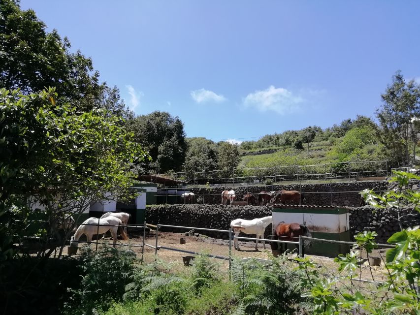 Tenerife: Guided Horseback Riding Tour to the Lomo Forest - Practical logistics: meeting point, timing, and language