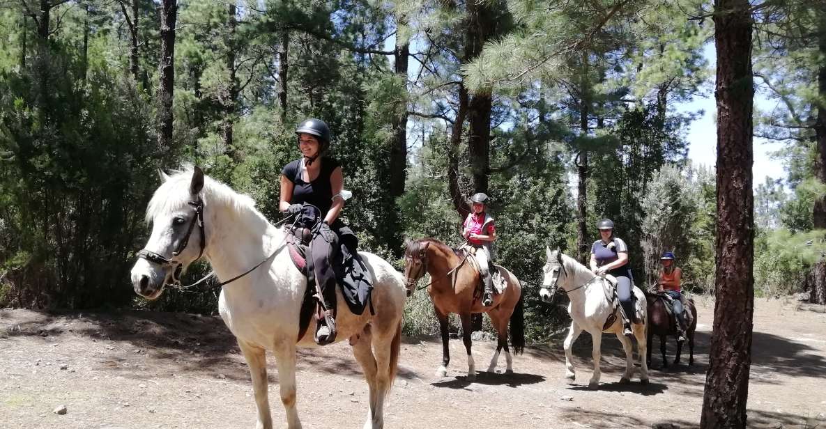 Tenerife: Guided Horseback Riding Tour to the Lomo Forest - The morning routine: cleaning, saddling, helmets, and getting your bearings