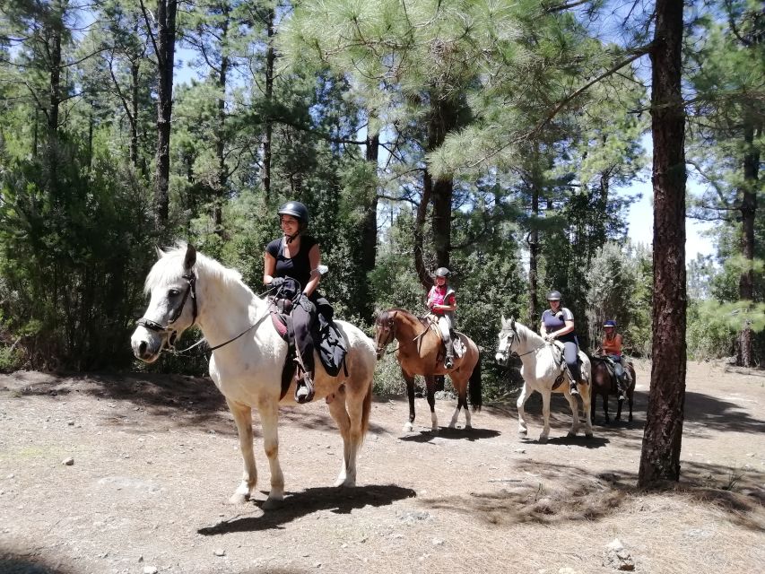 Tenerife: Guided Horseback Riding Tour to the Lomo Forest - Horses and staff: why the ride feels safe even for total beginners