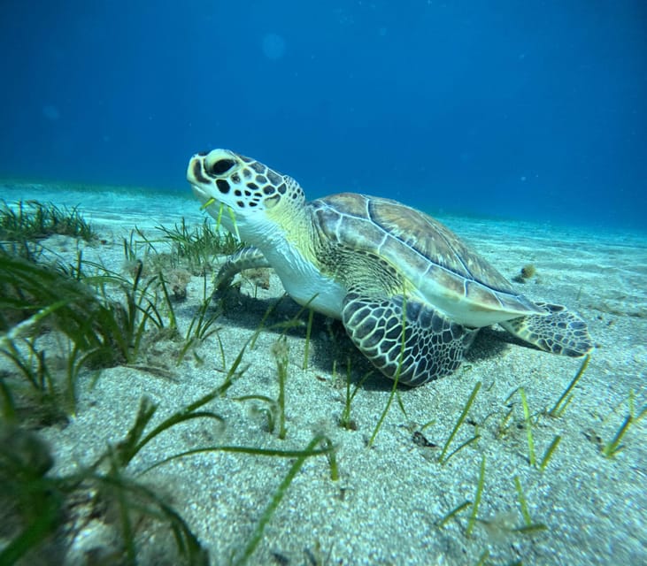 Tenerife: Half-Day Snorkeling Tour - Gear and instruction: what you’re really paying for