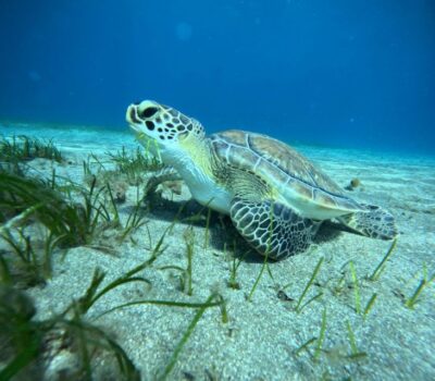 Tenerife: Half-Day Snorkeling Tour - The 4-hour flow: briefing, two snorkels, and break time
