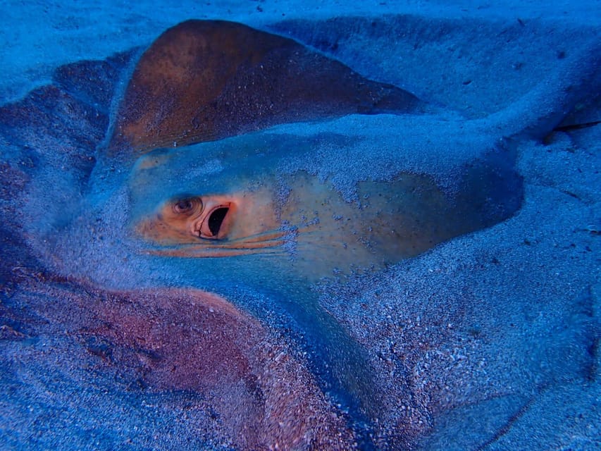 Tenerife: Half-Day Snorkeling Tour - What you can realistically see under Tenerife water