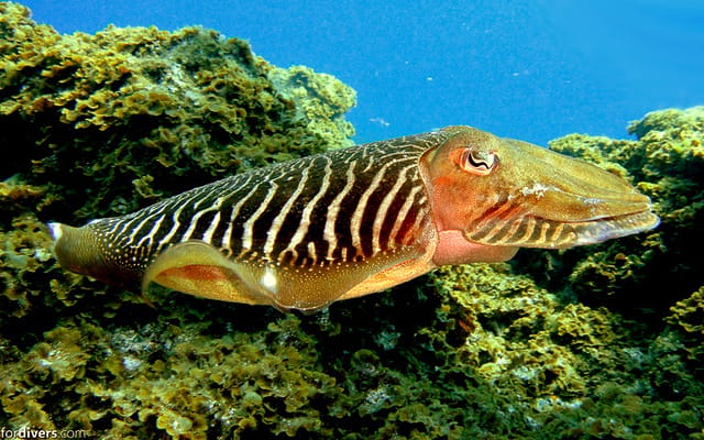 Tenerife: Half-Day Snorkeling Tour - Who this tour suits best (and who should skip it)