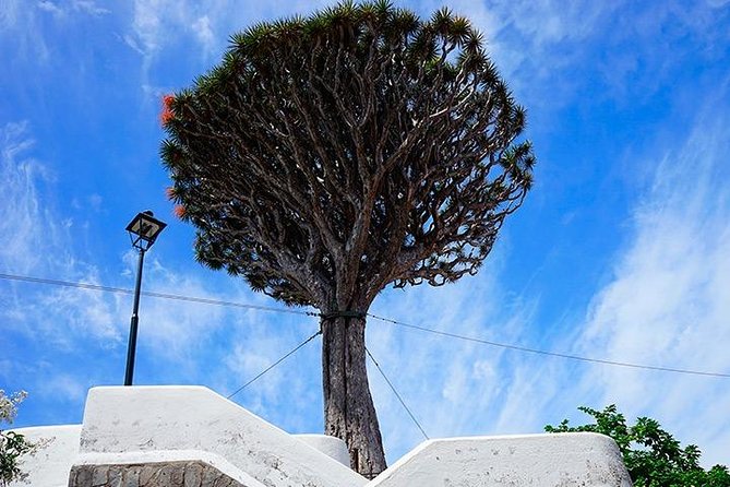 Tenerife Highlights Full-Day Tour - The Volcanic Plateau Drive: Why Tenerife Looks Like a Movie Set